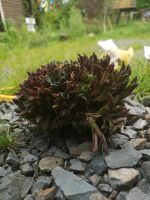 Sukkulente, horstbildend, Haworthia, Mittagsblume, Ableger Nordrhein-Westfalen - Bad Laasphe Vorschau