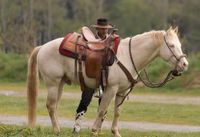 PERLINO Quarter Horse Hengst Bayern - Vilshofen an der Donau Vorschau