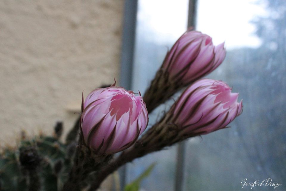 Bauernkaktus Bauern-Kakteen Kakteen blühend in Schrozberg