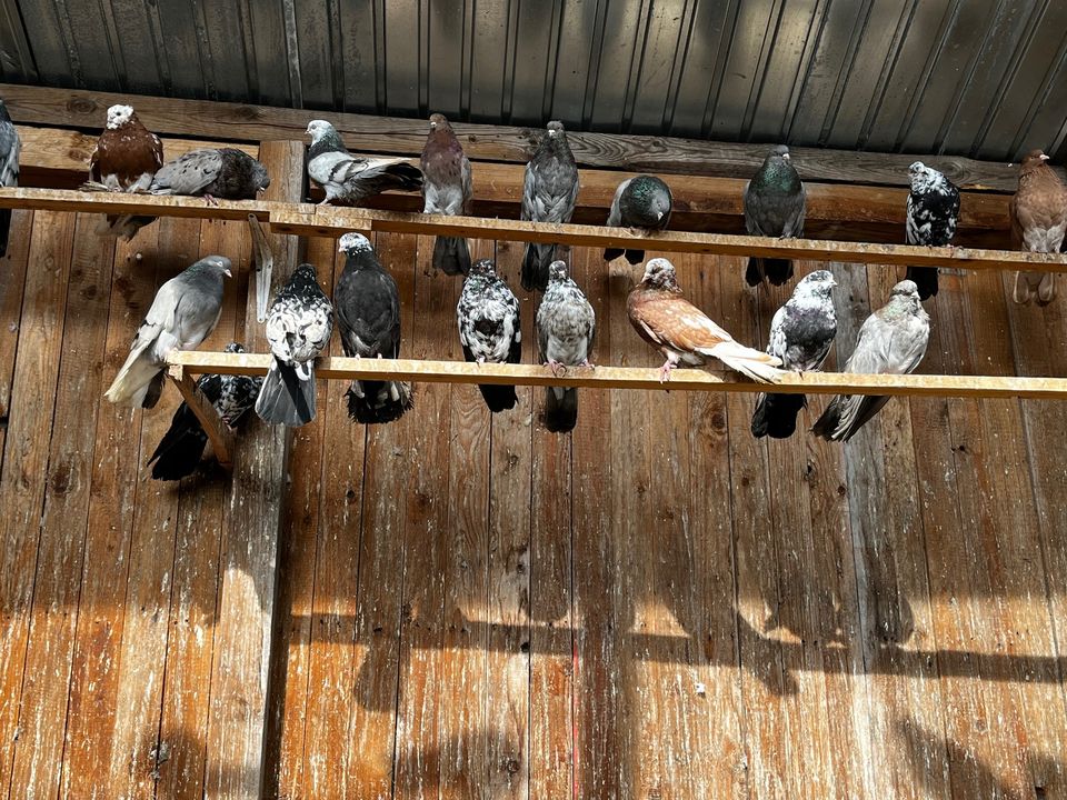 Tauben zu verkaufen in Sandersdorf