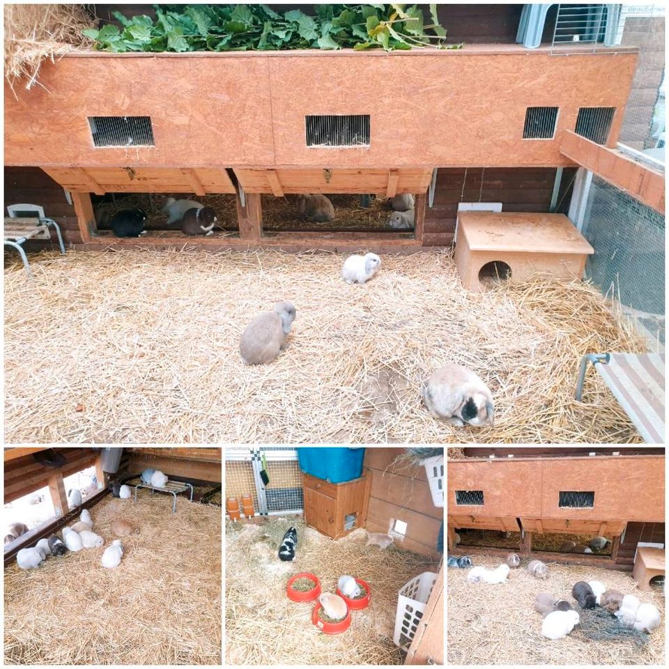 Minilop Hase Mini Lop Kaninchen Zwergwidder Zwergkaninchen in Neustadt