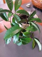 Hoya cornosa,sehr gut entwickelte Pflanze Niedersachsen - Braunschweig Vorschau