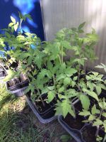 Tomaten Pflanzen Nordfriesland - Langenhorn Vorschau