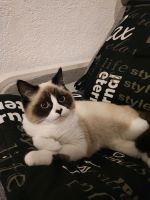 Ragdoll Katze Sucht Neues Zuhause Nordrhein-Westfalen - Siegen Vorschau