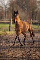 Reitbeteiligung Pferd sucht Reiter Nordrhein-Westfalen - Ladbergen Vorschau