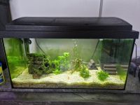 Aquarium 54 Liter abzugeben Rheinland-Pfalz - Peterslahr Vorschau
