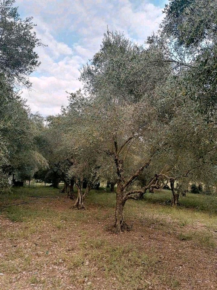 Griechisches Natives Olivenöl Extra 750ml Koroneiki Erotas food. in Schramberg
