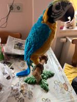 Fernbedienung für Hasbro Papagei gesucht !!! Sachsen-Anhalt - Tangermünde Vorschau