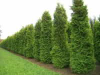 Thuja 'Brabant' (Lebensbaum) Heckenpflanzen, 60 bis 200cm Sachsen-Anhalt - Biederitz Vorschau