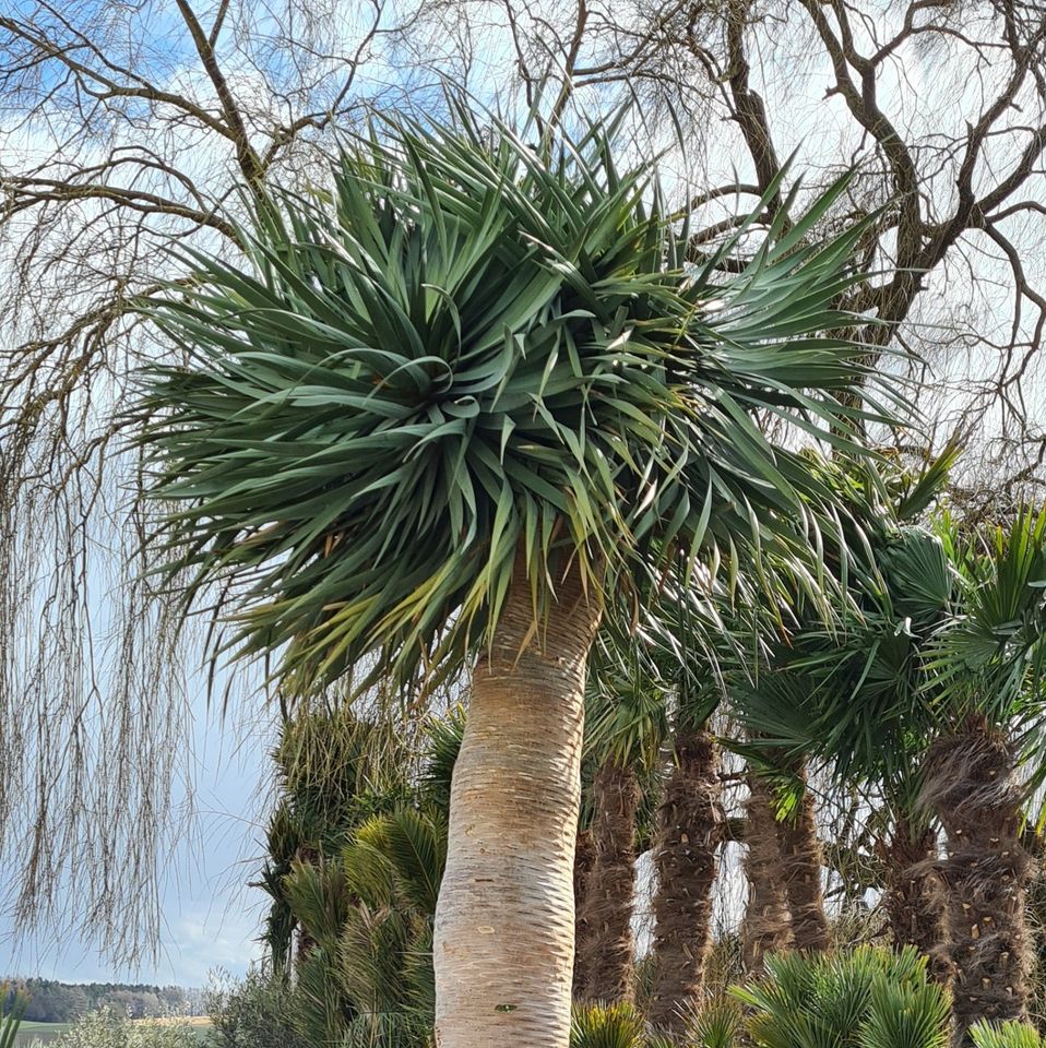 Kanarischer Drachenbaum Dracaena draco 350-400 cm Höhe in Altfraunhofen