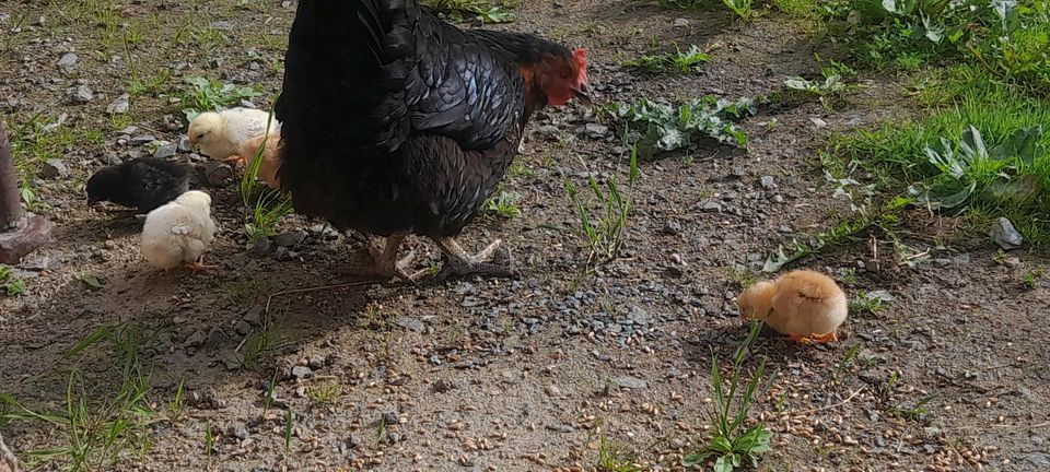 Huhn Küken in Netzschkau