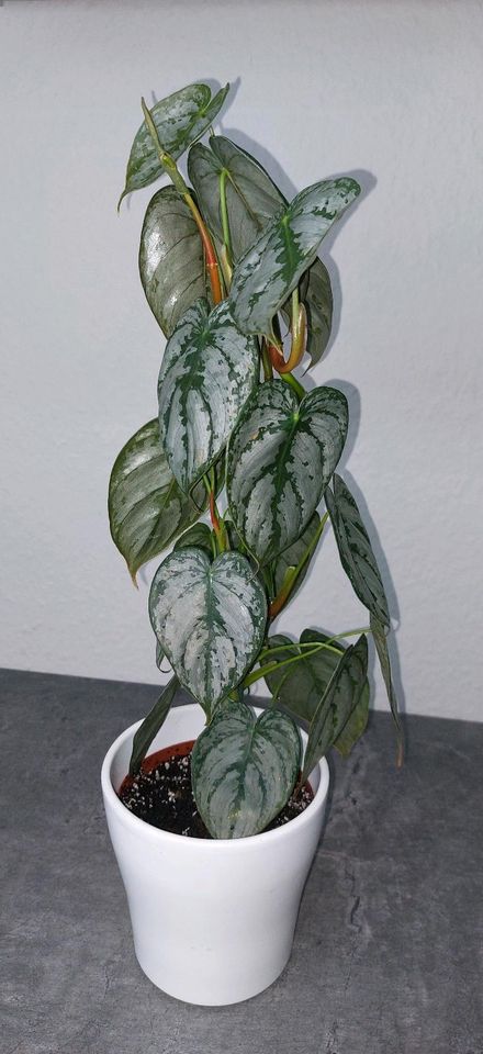 Philodendron Brandtianum  55cm etablierte Zimmerpflanze in Berlin