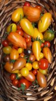 Tomaten Samen Samenfest bunte Mischung 50 Samen Baden-Württemberg - Bodnegg Vorschau