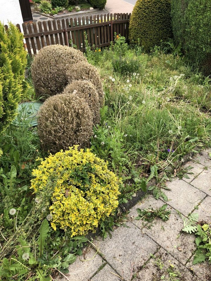 Garten- und Pflasterarb, Hausmeisterservice, Renovierungsarbeiten in Bad Hersfeld