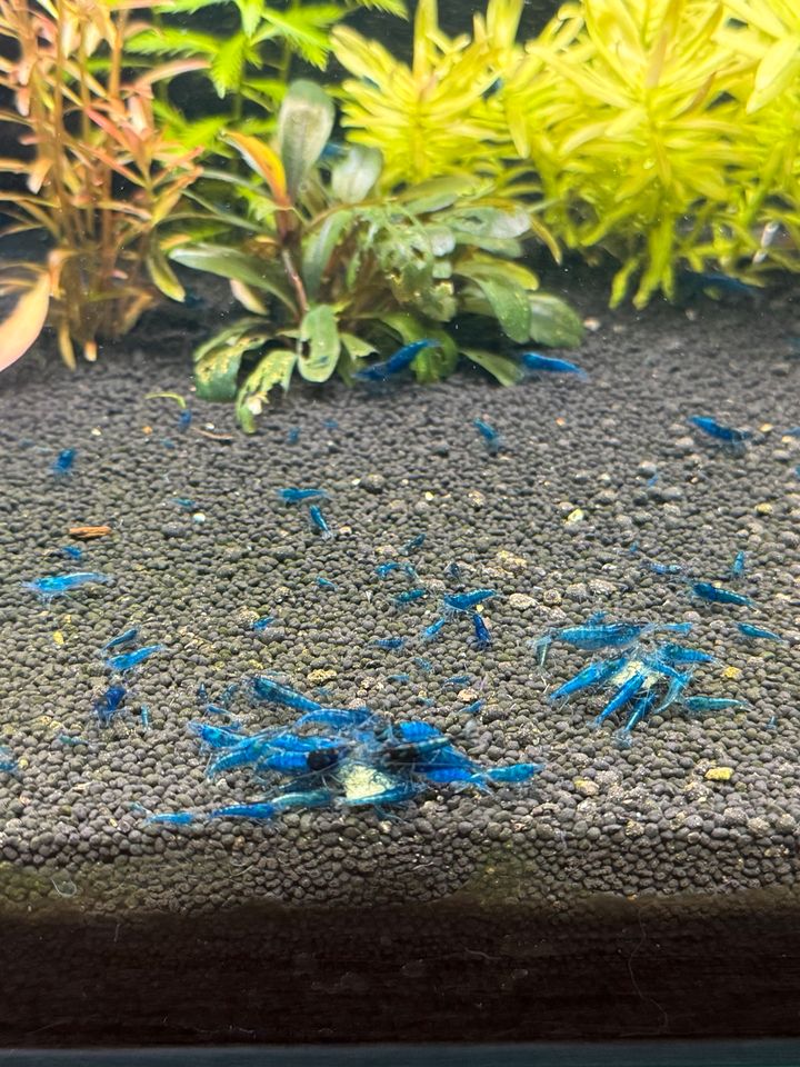 20 x Blue Dream Neocaridina 20 € in Berlin