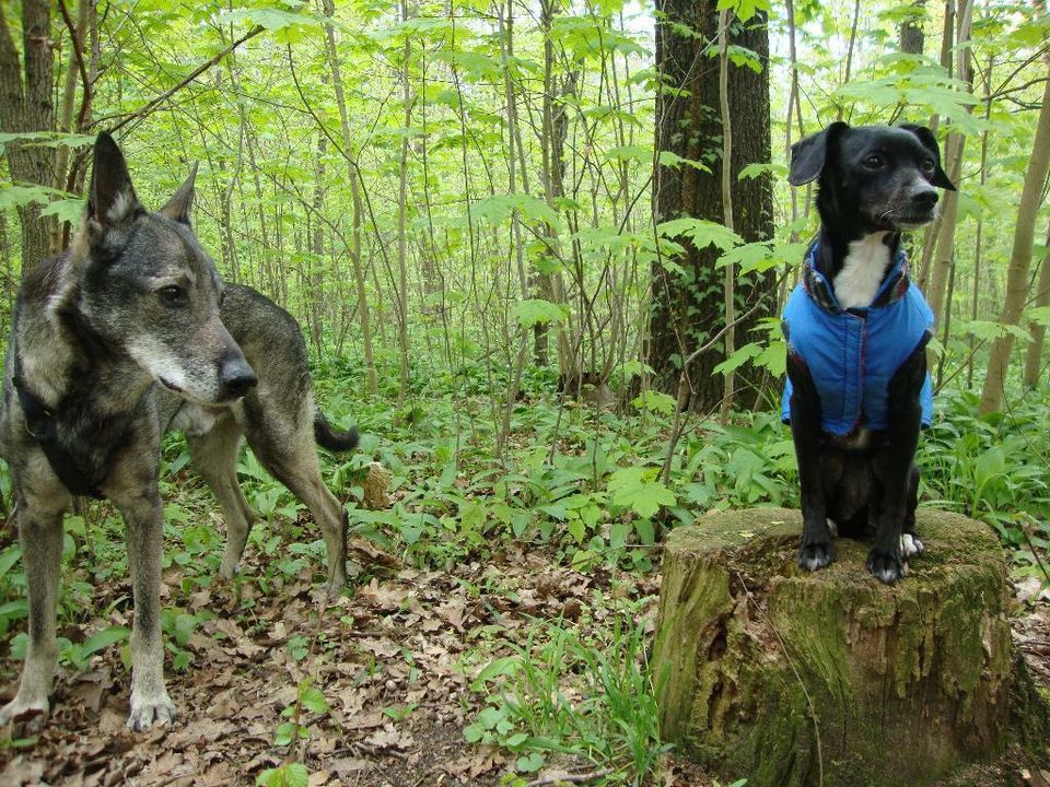 Gassiservice, Einzelrunde für den Hund, Katzenbetreuung in Leipzig