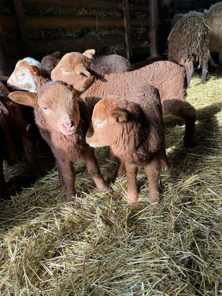 Heu, beste Qualität, kleine Quaderballen in Goldkronach