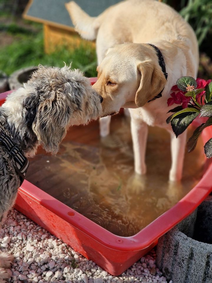 Hundebetreuung: Urlaub.-Tages.- und Gassibetreuung in Berlin