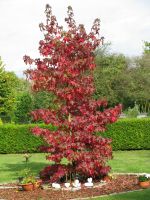 Amberbaum Liquidambar styraciflua 100 -120cm Niedersachsen - Westerstede Vorschau