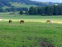 Sehr schöner Offenstallplatz in Bad Endorf frei Bayern - Bernau am Chiemsee Vorschau