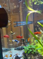 Guppys für Aquarium abzugeben Bayern - Freystadt Vorschau