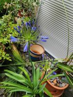 Agapanthus Baden-Württemberg - Bad Friedrichshall Vorschau