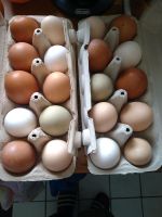 Eier Huhn mixe Nordrhein-Westfalen - Petershagen Vorschau