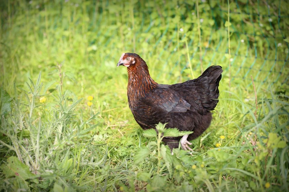 Junghennen Marans, Grünleger, Sussex,Nidereiner abzugeben Hühner in Edelsfeld
