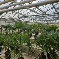 Hanfpalme Trachycarpus fortunei Grünpflanze Palme Hessen - Wiesbaden Vorschau