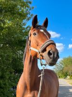 Reitbeteiligung/ zur Verfügung Brandenburg - Wusterhausen Vorschau