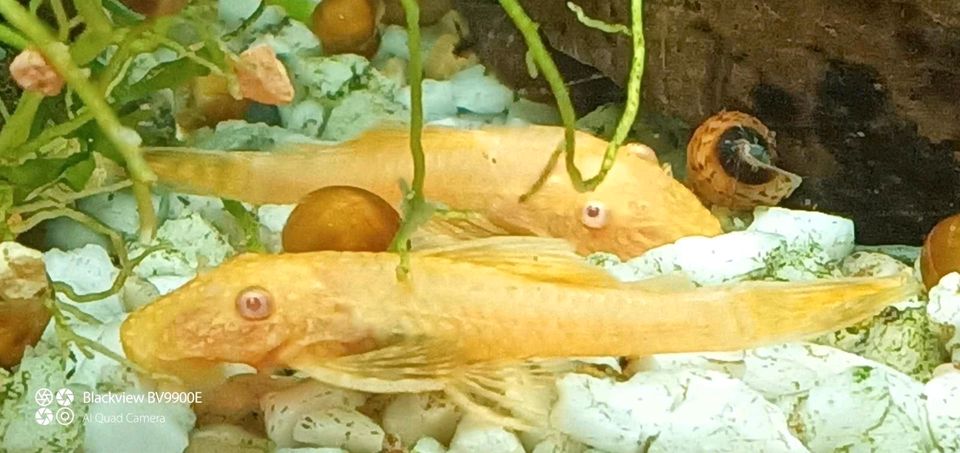 Albino Ancistrus Antennenwelse in Weinolsheim