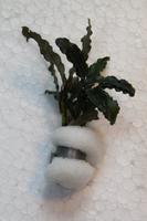 Bucephalandra bibis pink green Nordrhein-Westfalen - Werl Vorschau