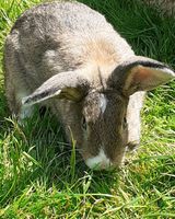 Kaninchen Männchen sucht Zuhause Dortmund - Eving Vorschau