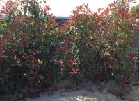 Photinia „Red Robin“- Immergrüne Glanzmispel, 59€/Stk.180 cm hoch Nordrhein-Westfalen - Preußisch Oldendorf Vorschau