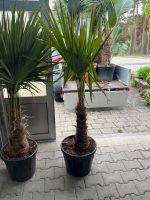 Trachycarpus Fortunei Palme winterhart (Hanfpalme) Baden-Württemberg - Wimsheim Vorschau