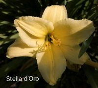 Hemerocallis/Taglilie "Stella de Oro" Schleswig-Holstein - Reinfeld Vorschau