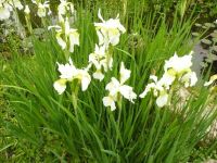 Sibirische Schwertlilie Iris sibirica weiß bühend Nordrhein-Westfalen - Meckenheim Vorschau