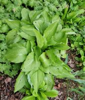 Funkie Hosta Garten Pflanze Staude groooß Nordrhein-Westfalen - Siegen Vorschau