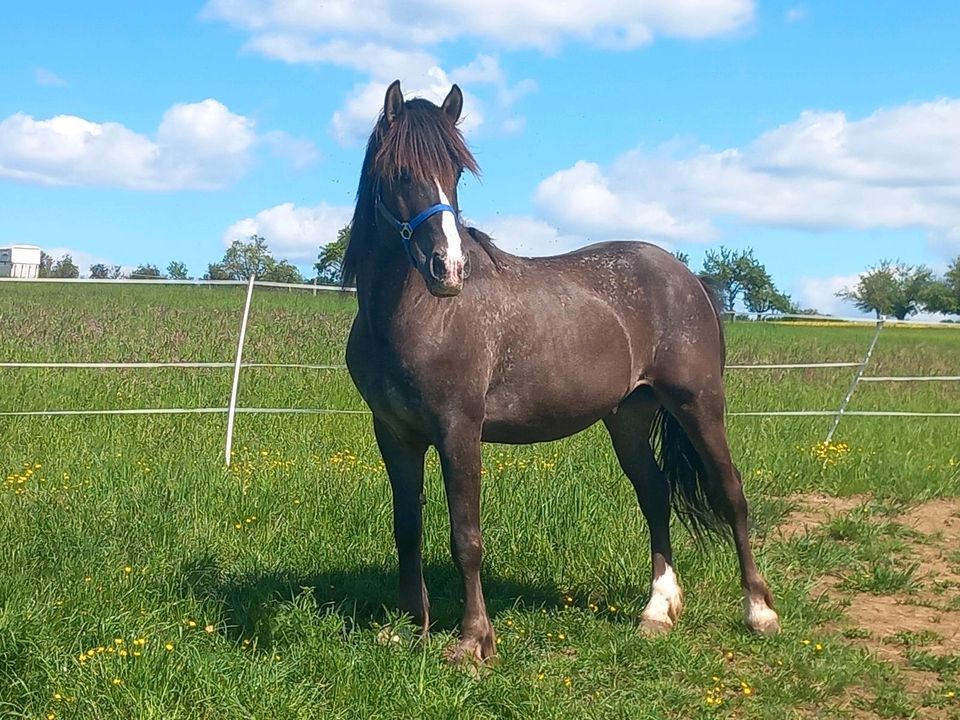 Super Freizeitpferd cob mix Wallach in Villmar