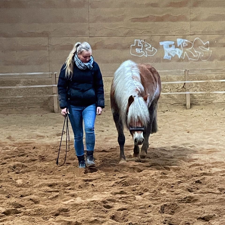 Horsemanship, Bodenarbeit, Vertrauensarbeit, Kommunikation in Meldorf