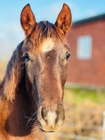 ❗️Dunkelfuchs / Jährling Stute / Mangalarga Marchadore ❗️ Kreis Ostholstein - Malente Vorschau