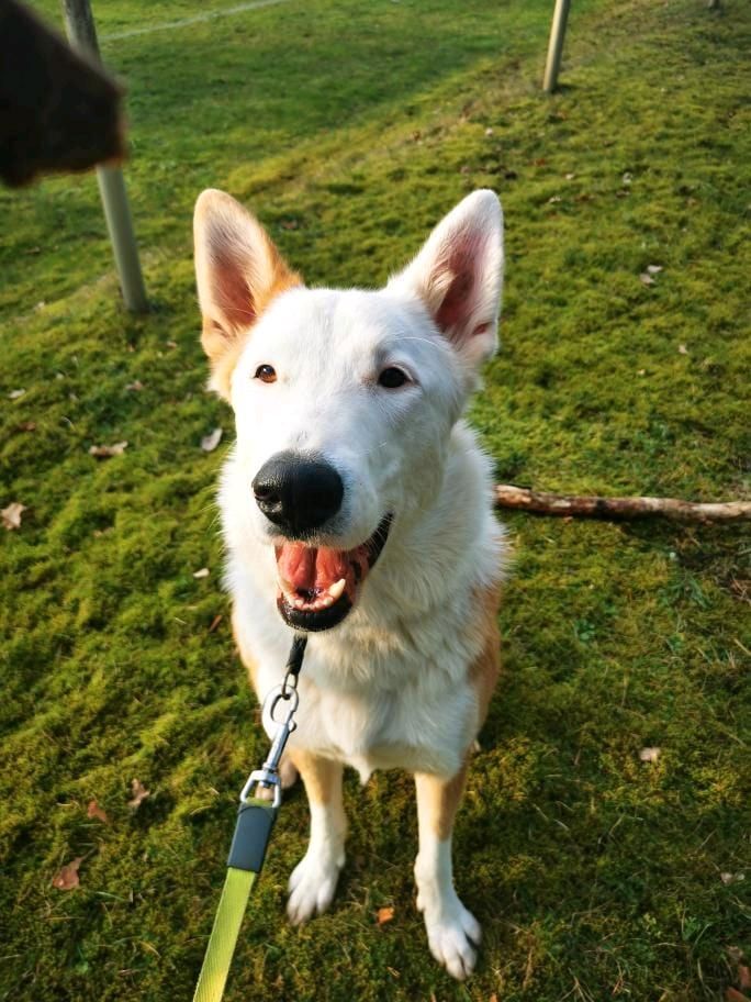 THOR Border Collie Husky Mischling Tierschutz Hund Rüde in Salzwedel