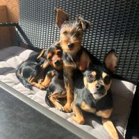 Gassigeher gesucht für 3 kleine Hunde (ca. 4kg) Stuttgart - Rohracker Vorschau