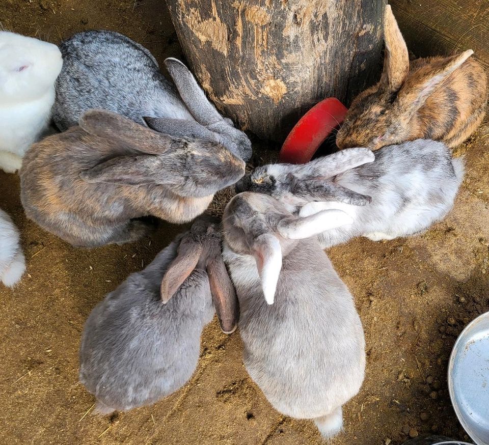 Deutsche Riesen Mix - Hase - Kaninchen in Eppingen