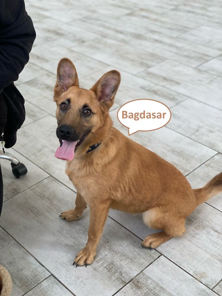 Tierschutz - Bagdasar ist auf der Suche nach einem Zuhause! in Köln