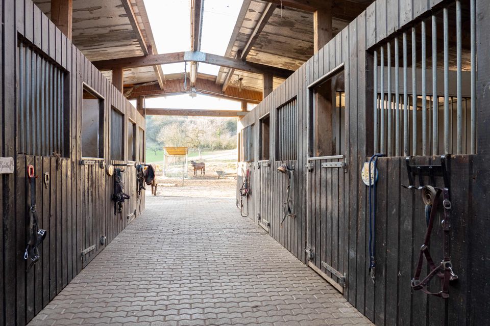 Reitanlage in Beckingen Halle, Paddocks, Stall, Offenstall in Beckingen