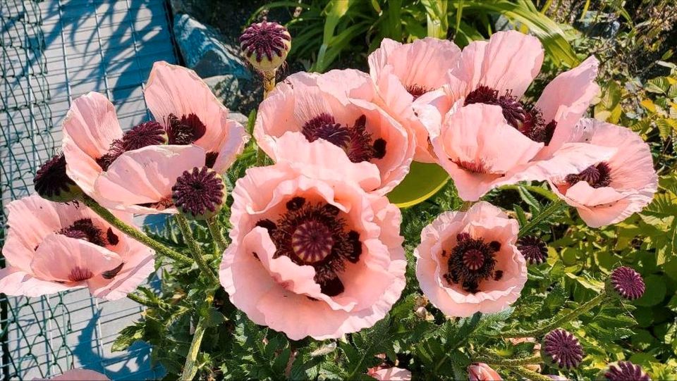 Mohnblume Samen Mohnsamen rosa Orientalischer Mohn in Oelsnitz / Vogtland