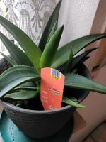 Zimmern  Pflanze  Aloe Niedersachsen - Barßel Vorschau
