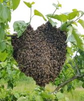 Bienenschwarm Sachsen - Nossen Vorschau