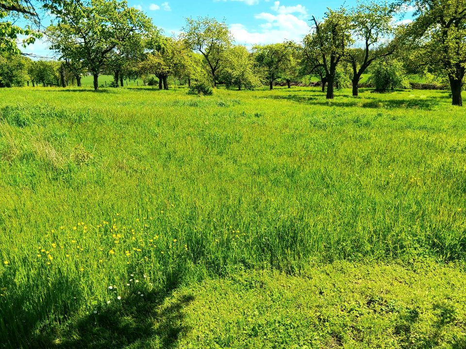 Weide, Gras, Heu , Kühe, Koppel, Wiese, pferde in Meuselwitz